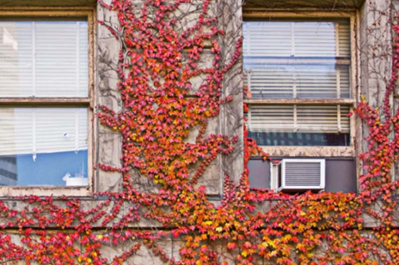 autumn leaves plants on cleveland residence home